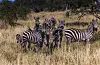Group of zebras standing in tall dry grass, facing the camera in a savannah setting