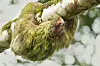 A sloth clinging to a mossy tree branch in the forest canopy