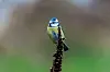 Blue tit perched on a tall dried plant against a blurred green background.