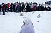 Child draped in Greenland flag faces away from protesters on a snowy hillside in Nuuk.