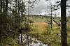 View through conifer trees towards an open, waterlogged peatland under a cloudy sky.