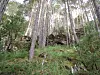 Tall pines on a grassy, rocky forest hillside