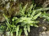 Green fern fronds growing from a crevice in rough rock and soil