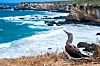 A bird on a cliff above waves on a rocky shoreline.
