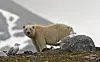 Polar bear on rocky Arctic shore with seagulls.