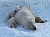 Polar bear cub resting on an adult polar bear lying on snowy ice