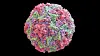 Multicoloured 3D model of a spherical virus on a black background