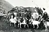 Old black-and-white photo featuring four people standing among a group of goats in a mountain setting.