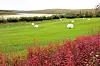 Green field with white hay bales and red autumn plants by a river