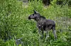 Young moose standing in green shrubs and grass in a forest clearing