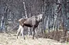 Moose standing in a birch forest with sparse ground vegetation