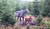 Moose cow with young calf standing in a dense conifer forest