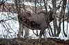 Moose standing on a snowy forest slope among bare trees in late winter
