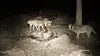 Wildlife camera shot of several wolves eating a carcass in a forest at night