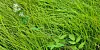 Close up of long grass in a meadow.