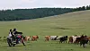 A Mongolian herder with two kids on a motorbike driving beside cattle on open grassland