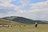 Herder on horseback driving sheep across open grassland beneath hills.