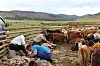 Herders shear sheep inside a crowded pen in open grassland.