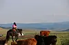 Young girl on horseback drives cattle across open grassland.