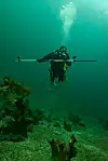 Scuba diver with a pole records data above seaweed-covered seabed