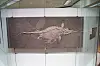 Long marine reptile fossil with distinct bones