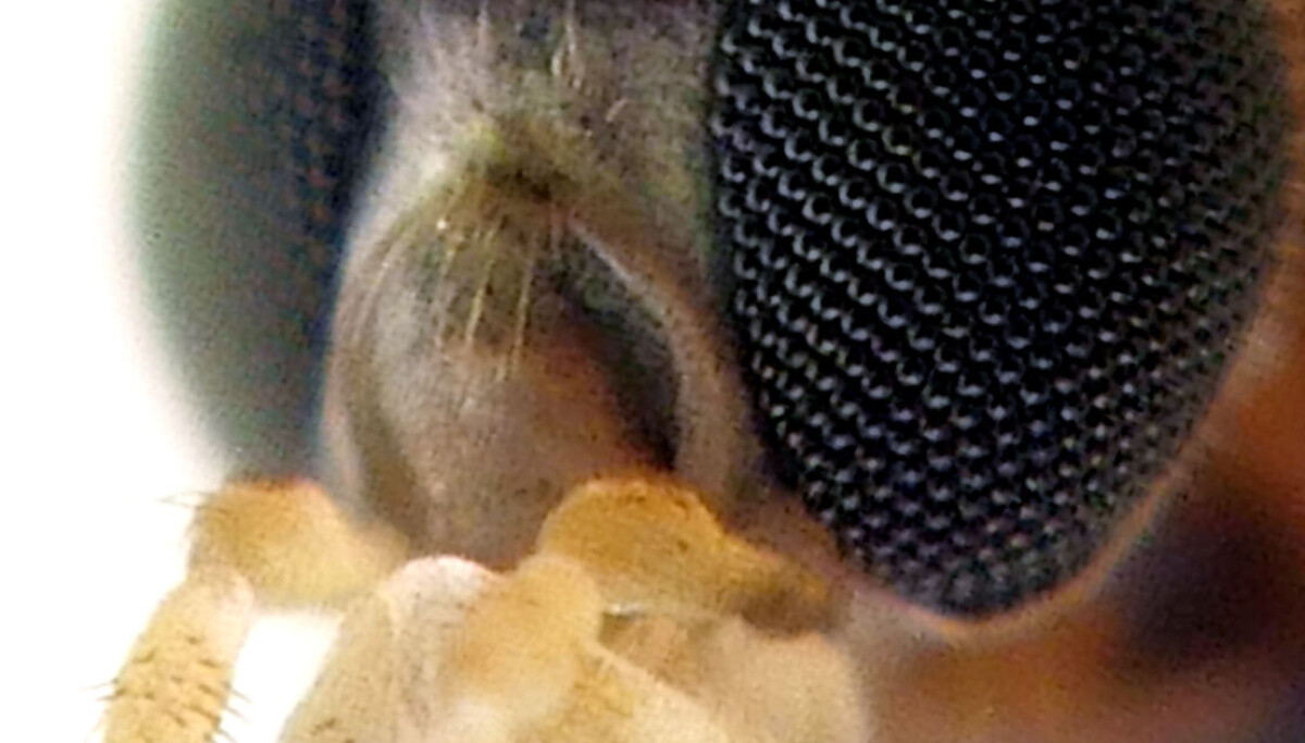 Comma Looking Insect This insect will soon come to your home