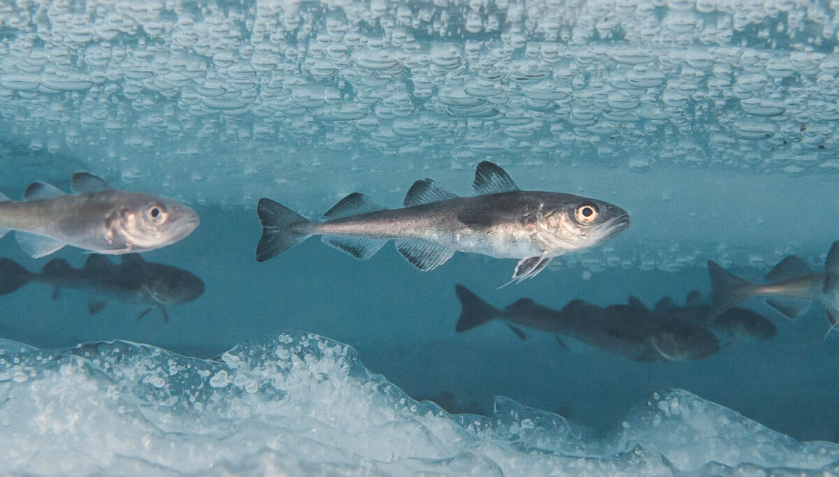 Beneath the ice, fish have been shielded by the darkness. What happens now that the ice is melting? Beneath the ice, fish have been shielded by the darkness. What happens now that the ice is melting?