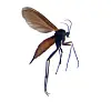 Side profile of a slender winged insect on a plain white background
