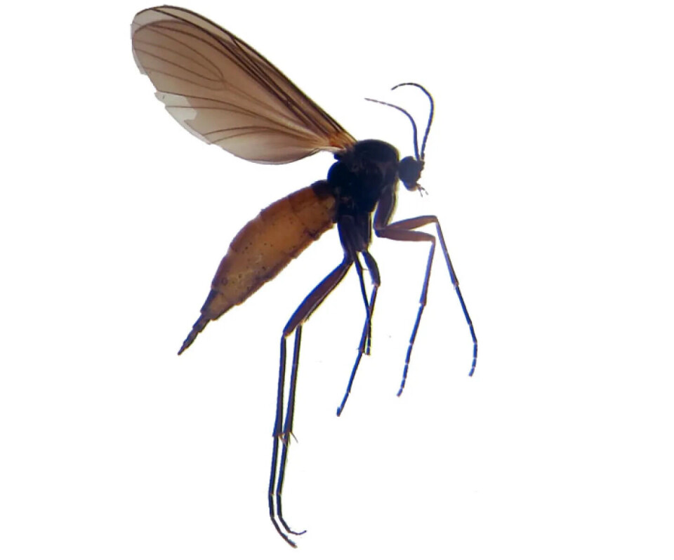 Hamule Insecte This insect will soon come to your home