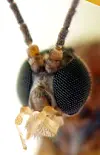 Extreme close up of an insect head with large eyes and fine antennae