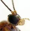Extreme close up of an insect head with large eyes and antennae