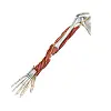 3D anatomical diagram of a human arm showing muscles, nerves, and bones.