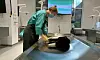 Veterinary staff member examining a dog on a stainless steel autopsy table in a lab.