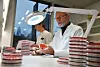 Two veterinarians examine stacked petri dishes in a lab.