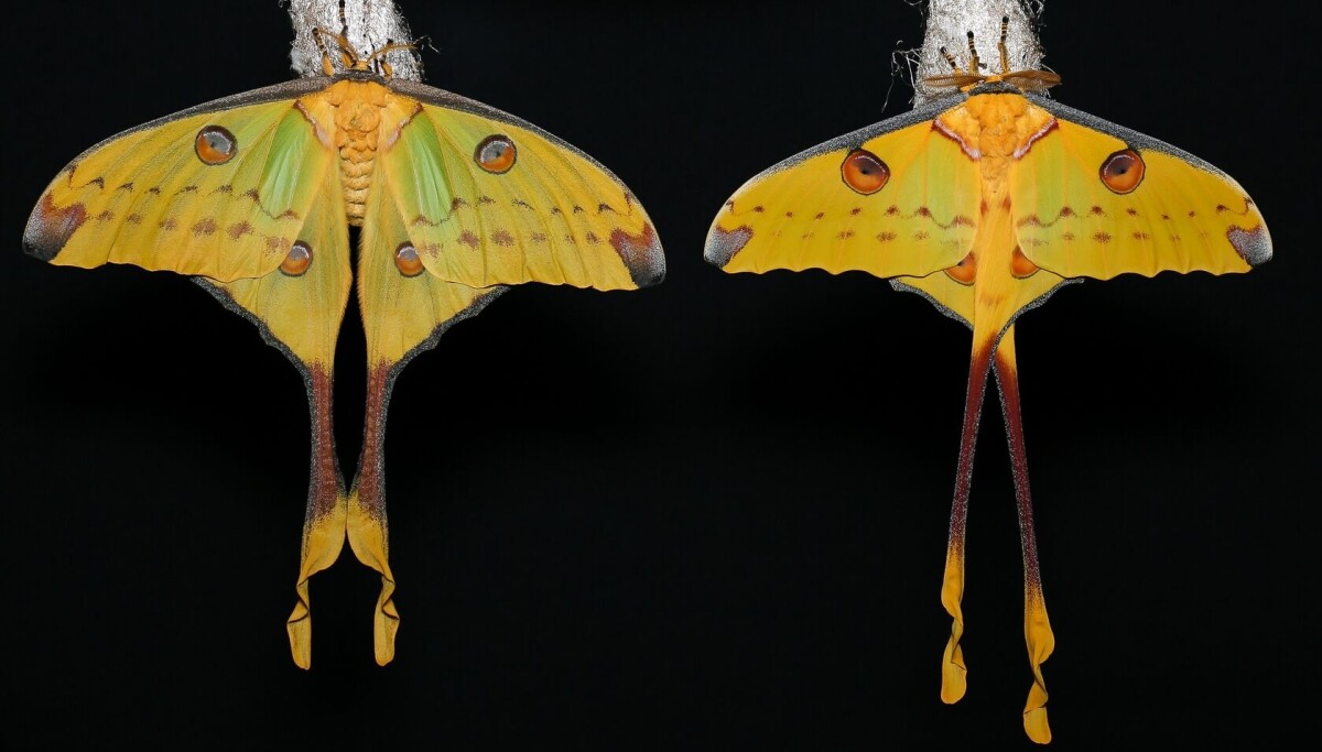 The long tails of some butterflies and moths aren’t just for show ...
