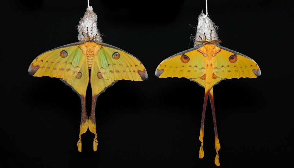 The long tails of some butterflies and moths aren’t just for show ...