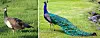 Peahen and peacock standing on grass with long tail feathers displayed