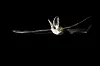 Bat flying at night with wings spread wide against a black background