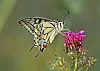 Swallowtail butterfly feeding on a pink wildflower outdoors