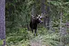 Moose in the woods