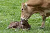 Cow tending to a newborn calf lying on green grass