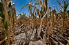 Dried corn plants in a dusty field under a bright blue sky
