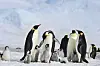 Adult and young emperor penguins standing together on snowy ice in Antarctica.