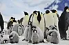 Emperor penguins with chicks.