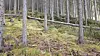 Tall spruce trees growing on a mossy forest slope with fallen logs among the trunks.