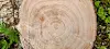Close-up of a cut tree trunk with visible concentric growth rings.