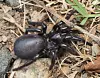 Black spider with shiny body on rocky dirt surface