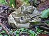 Coiled snake camouflaged in brown leaf litter and green plants