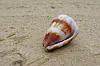 Brown and white striped empty snail shell lying on rippled sand