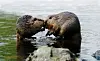 Two beavers touch noses while balanced on a stone in shallow water.